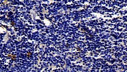 Invitrogen Biliverdin Reductase Polyclonal Antibody 200 &mu;L; Unconjugated:Antibodies,