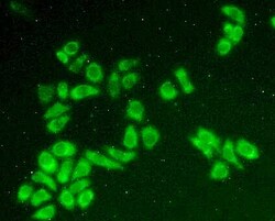 Invitrogen BLVRB Polyclonal Antibody:Antibodies:Primary Antibodies