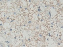 Invitrogen BLVRB Polyclonal Antibody:Antibodies:Primary Antibodies