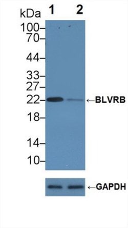 Invitrogen BLVRB Polyclonal Antibody:Antibodies:Primary Antibodies