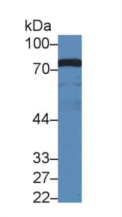 Invitrogen BMPER Polyclonal Antibody 200 &mu;L; Unconjugated:Antibodies,
