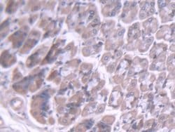 Invitrogen BMPER Polyclonal Antibody 20 &mu;L; Unconjugated:Antibodies,