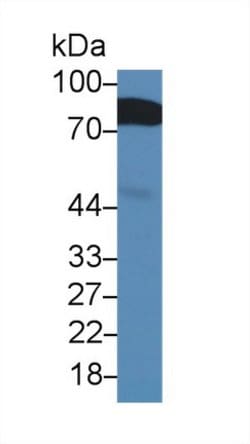 Invitrogen BMPER Polyclonal Antibody 20 &mu;L; Unconjugated:Antibodies,