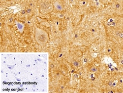 Invitrogen Brevican Polyclonal Antibody 20 &mu;L; Unconjugated:Antibodies,