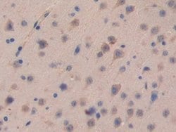 Invitrogen CDH16 Polyclonal Antibody:Antibodies:Primary Antibodies