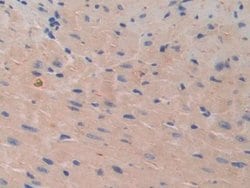 Invitrogen CDH16 Polyclonal Antibody:Antibodies:Primary Antibodies