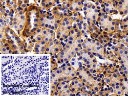 Invitrogen CDH16 Polyclonal Antibody 20 &mu;L; Unconjugated:Antibodies,