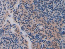 Invitrogen CDH16 Polyclonal Antibody:Antibodies:Primary Antibodies
