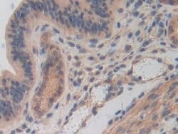 Invitrogen CDH16 Polyclonal Antibody:Antibodies:Primary Antibodies