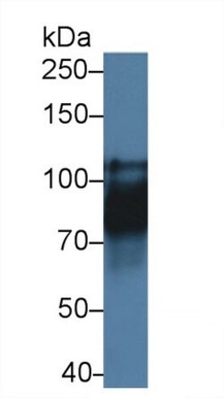 Invitrogen CDH16 Polyclonal Antibody:Antibodies:Primary Antibodies