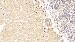 Invitrogen CAMLG Polyclonal Antibody:Antibodies:Primary Antibodies
