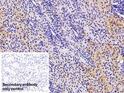 Invitrogen CAMLG Polyclonal Antibody:Antibodies:Primary Antibodies