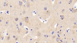 Invitrogen CAMLG Polyclonal Antibody:Antibodies:Primary Antibodies