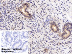 Invitrogen CAMLG Polyclonal Antibody:Antibodies:Primary Antibodies