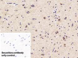 Invitrogen CAMLG Polyclonal Antibody:Antibodies:Primary Antibodies