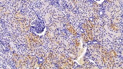 Invitrogen CAMLG Polyclonal Antibody:Antibodies:Primary Antibodies