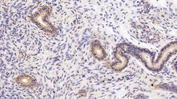 Invitrogen CAMLG Polyclonal Antibody:Antibodies:Primary Antibodies