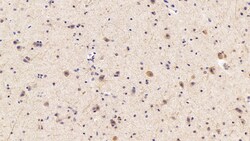 Invitrogen CAMLG Polyclonal Antibody:Antibodies:Primary Antibodies