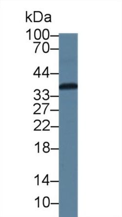 Invitrogen CAMLG Polyclonal Antibody:Antibodies:Primary Antibodies
