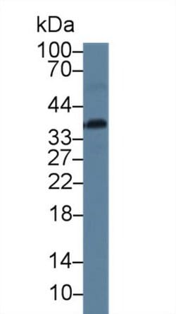 Invitrogen CAMLG Polyclonal Antibody:Antibodies:Primary Antibodies