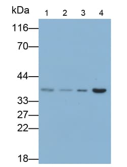 Invitrogen CAMLG Polyclonal Antibody:Antibodies:Primary Antibodies