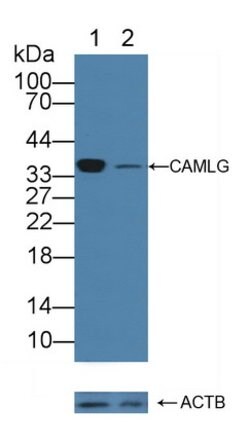 Invitrogen CAMLG Polyclonal Antibody:Antibodies:Primary Antibodies