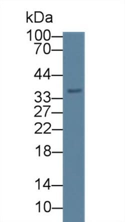 Invitrogen CAMLG Polyclonal Antibody:Antibodies:Primary Antibodies