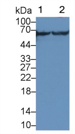 Invitrogen CaMKII gamma Polyclonal Antibody:Antibodies:Primary Antibodies