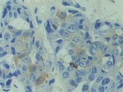 Invitrogen CAPS Polyclonal Antibody 200 &mu;L; Unconjugated:Antibodies,