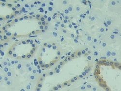 Invitrogen CAPS Polyclonal Antibody 200 &mu;L; Unconjugated:Antibodies,
