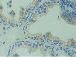 Invitrogen CAPS Polyclonal Antibody 200 &mu;L; Unconjugated:Antibodies,