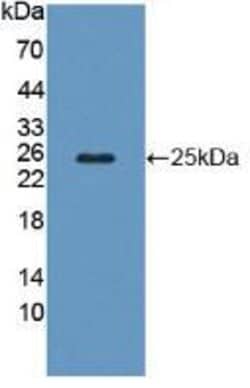 Invitrogen CAPS Polyclonal Antibody 200 &mu;L; Unconjugated:Antibodies,