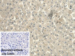 Invitrogen CALML3 Polyclonal Antibody 20 &mu;L; Unconjugated:Antibodies,