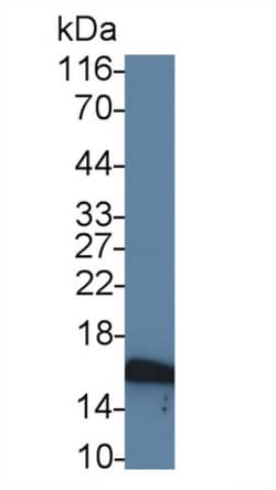 Invitrogen CALML3 Polyclonal Antibody 20 &mu;L; Unconjugated:Antibodies,