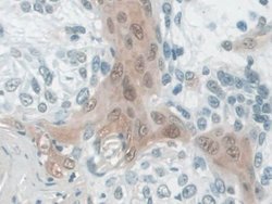 Invitrogen CALML5 Polyclonal Antibody 200 &mu;L; Unconjugated:Antibodies,