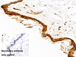 Invitrogen CALML5 Polyclonal Antibody 200 &mu;L; Unconjugated:Antibodies,