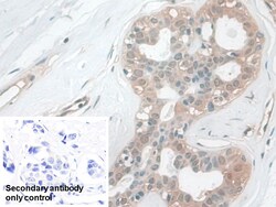 Invitrogen CALML5 Polyclonal Antibody 200 &mu;L; Unconjugated:Antibodies,