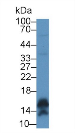 Invitrogen CALML5 Polyclonal Antibody 200 &mu;L; Unconjugated:Antibodies,