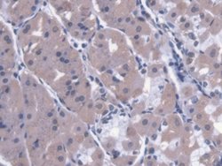 Invitrogen Calpain 9 Polyclonal Antibody 200 &mu;L; Unconjugated:Antibodies,