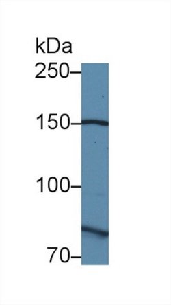 Invitrogen Calpain 9 Polyclonal Antibody 200 &mu;L; Unconjugated:Antibodies,