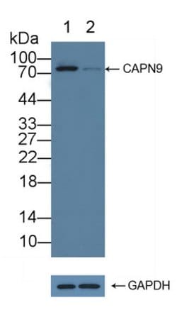 Invitrogen Calpain 9 Polyclonal Antibody 200 &mu;L; Unconjugated:Antibodies,
