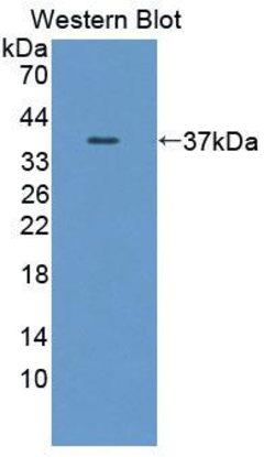 Invitrogen Calpain 9 Polyclonal Antibody 200 &mu;L; Unconjugated:Antibodies,