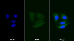 Invitrogen CNPY2 Polyclonal Antibody 200 &mu;L; Unconjugated:Antibodies,