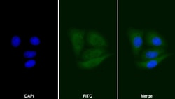 Invitrogen CNPY2 Polyclonal Antibody 200 &mu;L; Unconjugated:Antibodies,