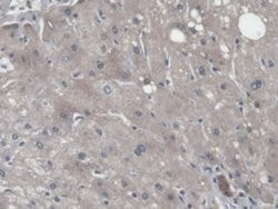 Invitrogen CNPY2 Polyclonal Antibody 20 &mu;L; Unconjugated:Antibodies,