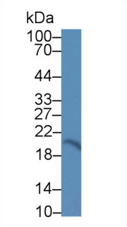 Invitrogen CNPY2 Polyclonal Antibody 20 &mu;L; Unconjugated:Antibodies,