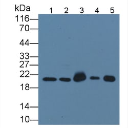 Invitrogen CNPY2 Polyclonal Antibody 200 &mu;L; Unconjugated:Antibodies,