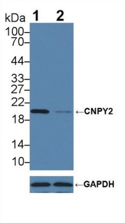 Invitrogen CNPY2 Polyclonal Antibody 20 &mu;L; Unconjugated:Antibodies,