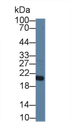 Invitrogen CNPY2 Polyclonal Antibody 200 &mu;L; Unconjugated:Antibodies,