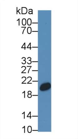 Invitrogen CNPY2 Polyclonal Antibody 200 &mu;L; Unconjugated:Antibodies,
